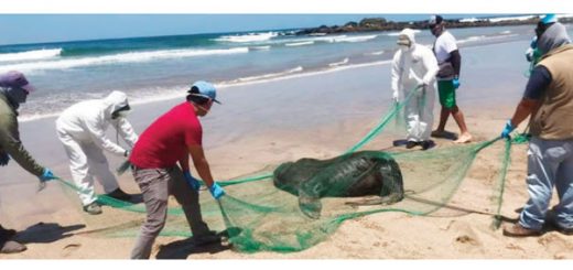 lobo marino rescate Salinas