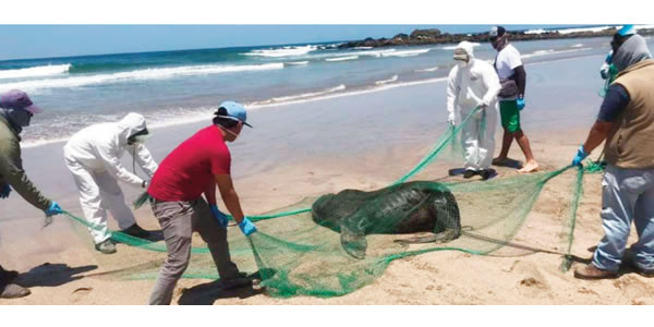 Lobo marino rescatado en Salinas - Semanario Ecuador News