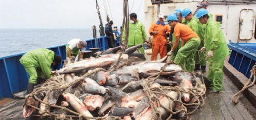 Pescadores ilegales en Ecuador