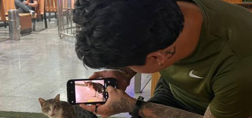 Qatar gatitos callejeros