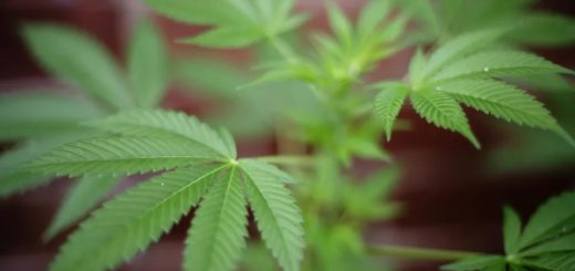 licencias venta marihuana