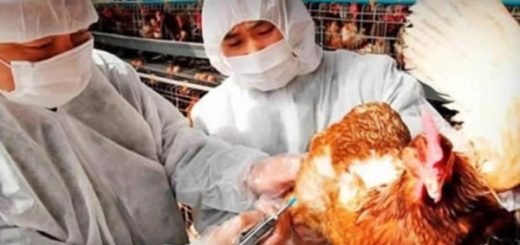 emergencia influenza aviar