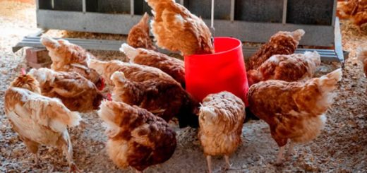 brote de influenza aviar