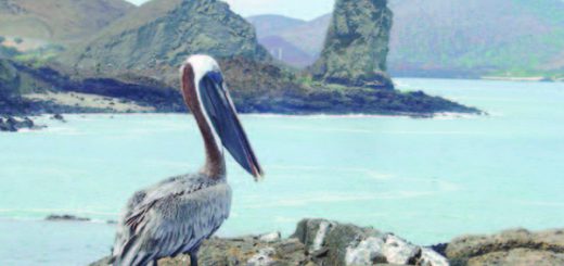 aves únicas Galápagos