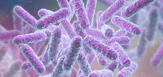 casos de tifoidea en Guayaquil,