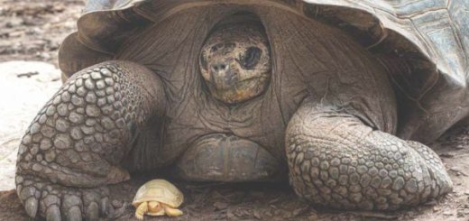 Tortuga albina de Galápago.