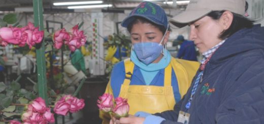 Ecuador exportó un mayor volumen de flores a nivel internacional