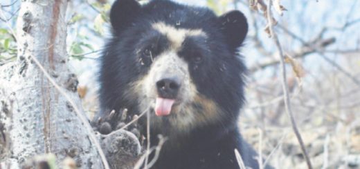 Oso andino liberado después de dos años en cautiverio