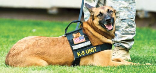 Midtown tiene perros K9