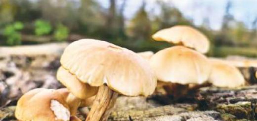 Ecuador un hongo con actividad antibacteriana