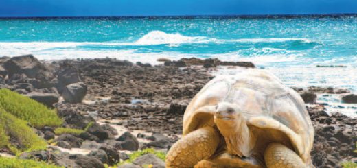 conservación de Galápagos