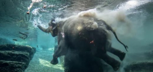 elefante sacrificado Zoológico San Diego