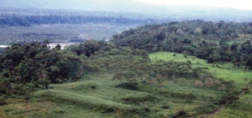 Selva amazónica ecuatoriana