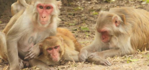 clonación de humanos