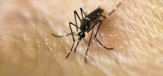 América Latina en alerta por rebrote de casos de dengue