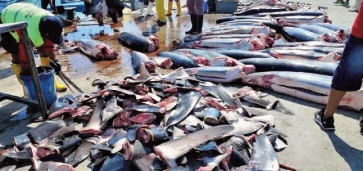 tráfico ilegal de tiburones