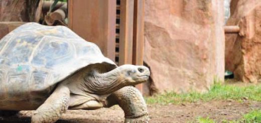 Baltÿa, la tortuga gigante de Galápagos