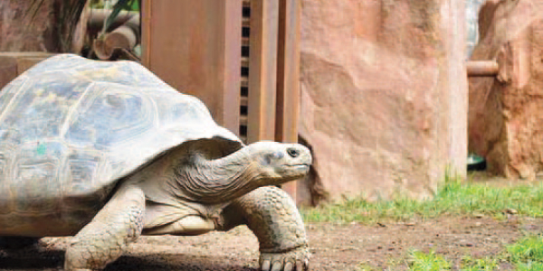 Baltÿa, la tortuga gigante de Galápagos