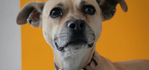 Jornada de adopción en Quito