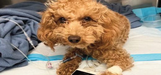 Rocket, mini Poodle abusado brutalmente por su dueño en un parque de Manhattan, está mejorando