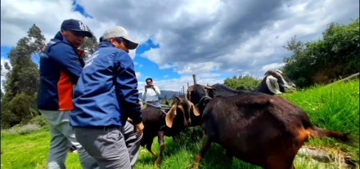 Así fue el rescate de cuatro chivas en el centro histórico de Quito