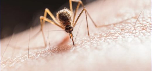 Alerta por auge de dengue en Nueva York y Nueva Jersey