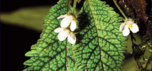 Una especie recién descubierta encontrada en Ecuador hace honor a su nombre: ‘Milagro’