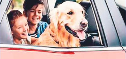 Consejos para proteger a los niños y las mascotas del golpe de calor en los autos