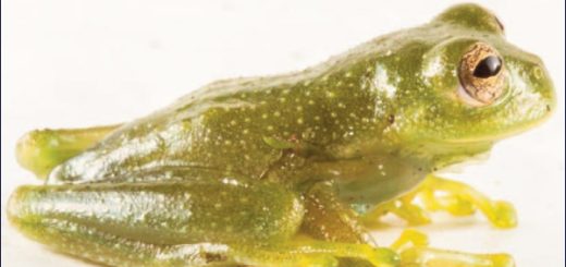Descubren en Ecuador una nueva especie de rana de cristal