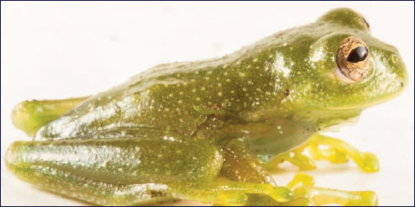 Descubren en Ecuador una nueva especie de rana de cristal
