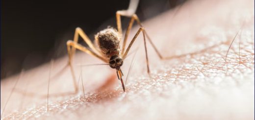 ¿Qué es la fiebre Oropouche y cuáles son sus síntomas?