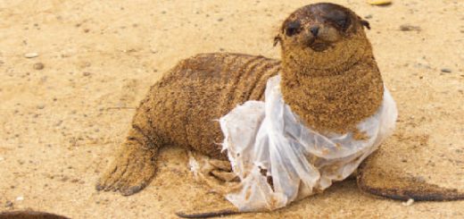 La necesidad de proteger a las Islas Galápagos de la peligrosa y evidente contaminación plástica