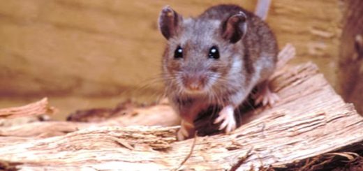 Supermercado en Milagro parecía cementerio de ratones, lo que encontró el Arcsa