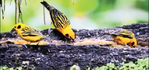 Un oasis protegido de Ecuador en un momento muy decisivo entre ambientalistas y mineras