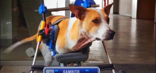Solidaridad en Acción: Gambito recibe una silla de ruedas personalizada