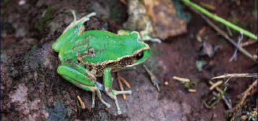La rana marsupial andina reclama su espacio en Quito con liberación de unos 300 ejemplares